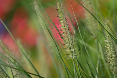 St-Margaret-5321 St-Margaret-5321