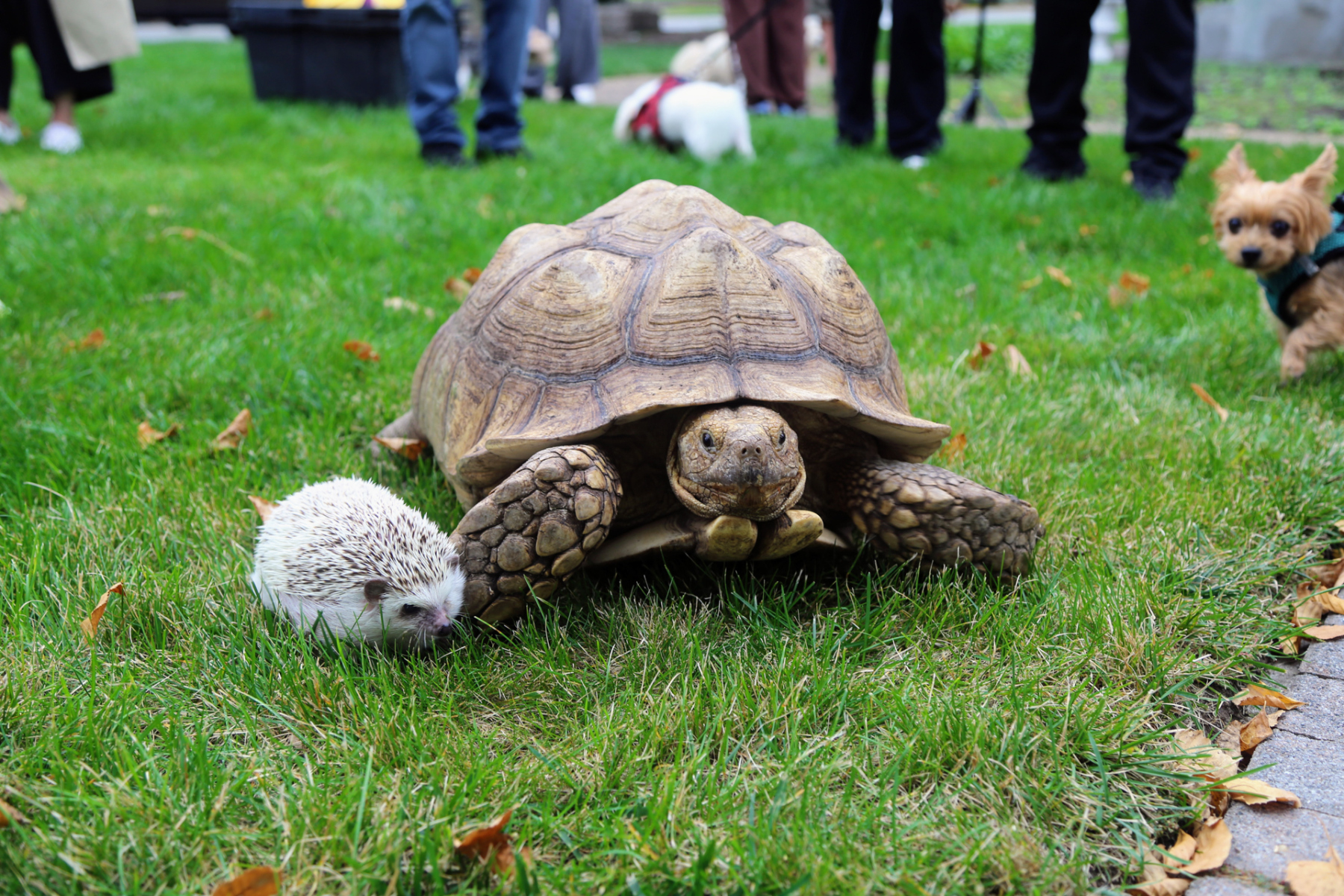 PetBlessing_1407